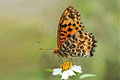 Indian Fritillary 1