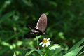 Common Mormon
