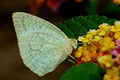 Mottled Emigrant