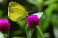 Common Grass Yellow