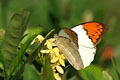 Great Orange Tip