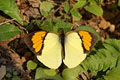 Yellow Orange Tip