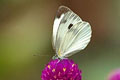 Indian Cabbage White