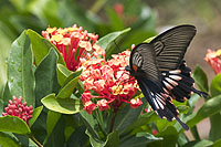 Chinese Ixora 