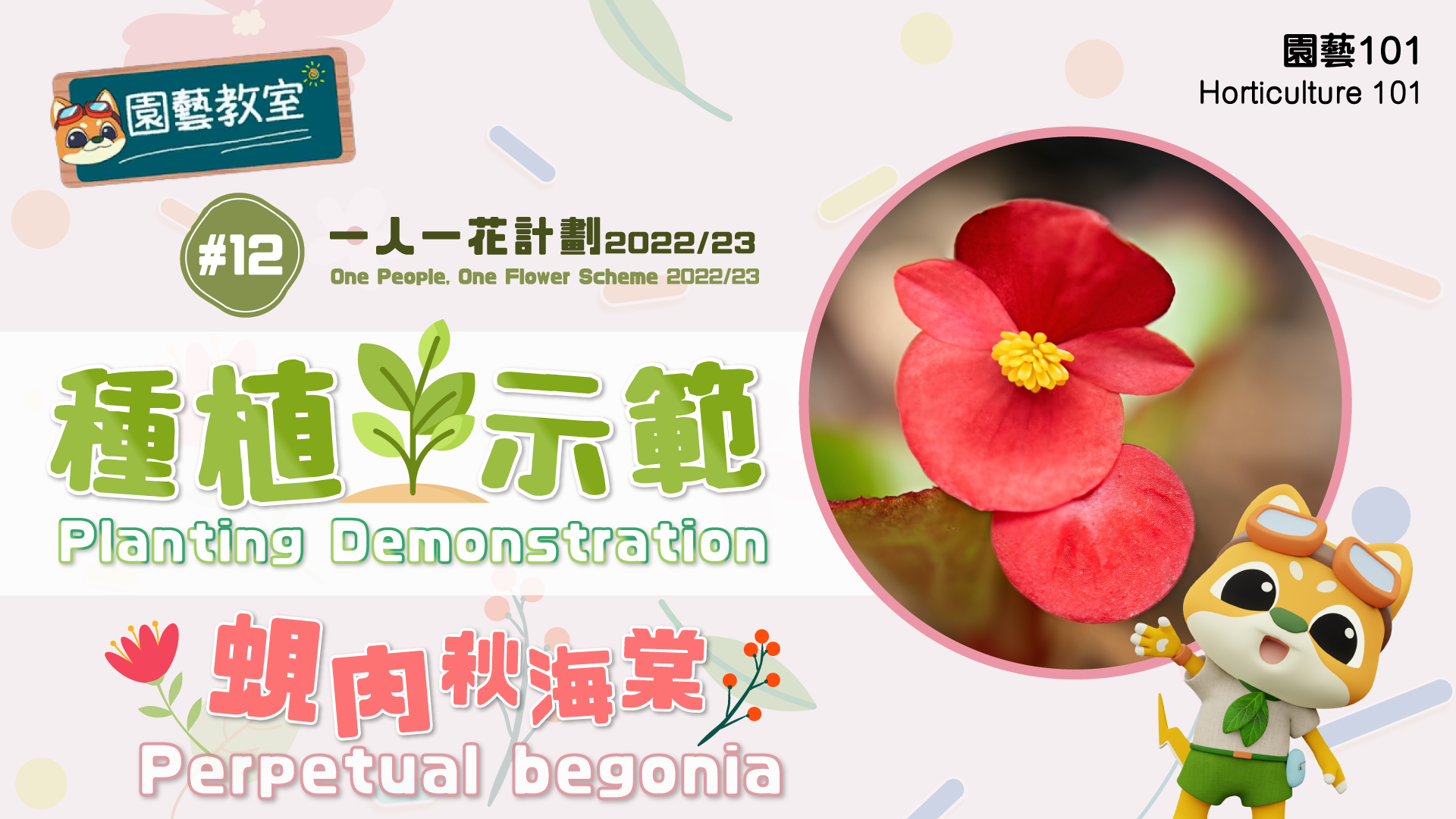 Planting Demonstration: Perpetual Begonia