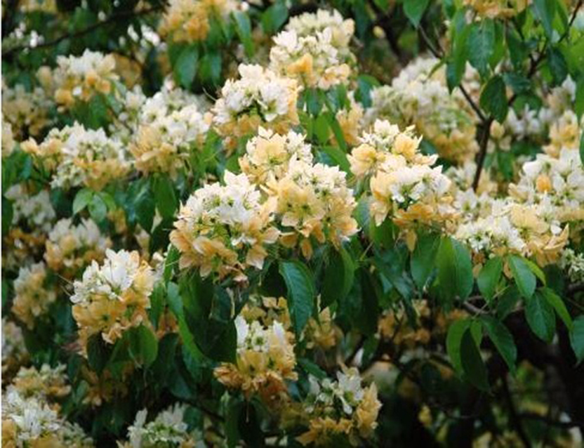 春季常見的開花樹木