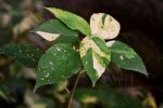 Acalypha wilkesiana cv. Java White 3