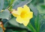 Allamanda schottii / Allamanda neriifolia 1