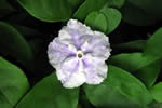 Brunfelsia calycina 3