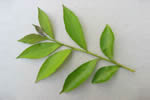 Brunfelsia calycina 4