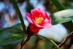Camellia hongkongensis 2