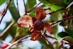 Camellia hongkongensis 5