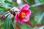 Camellia hongkongensis 3