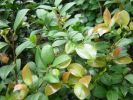 Camellia japonica 7