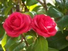 Camellia japonica 4