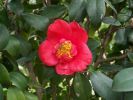 Camellia japonica 2