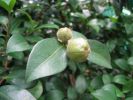 Camellia japonica 5