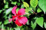 Hibiscus rosa-sinensis 2