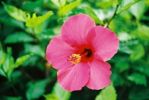 Hibiscus rosa-sinensis 7