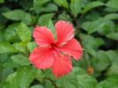 Hibiscus rosa-sinensis 9