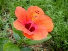 Hibiscus rosa-sinensis 11