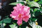 Hibiscus rosa-sinensis 13