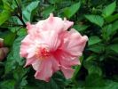 Hibiscus rosa-sinensis 14
