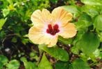 Hibiscus rosa-sinensis 16