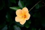 Hibiscus rosa-sinensis 6