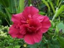 Hibiscus rosa-sinensis 5