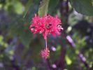 Hibiscus schizopetalus 2