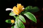 黃鴨咀花(金苞花) 2