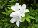 Rhododendron mucronatum 2