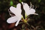 Rhododendron mucronatum 4