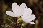 Rhododendron mucronatum 5