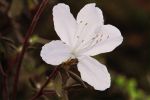 Rhododendron mucronatum 6
