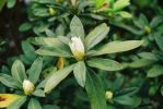 Rhododendron mucronatum 1