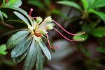 Rhododendron pulchrum var. phoeniceum 10