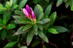 Rhododendron pulchrum var. phoeniceum 1