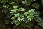 Schefflera arboricola 6