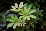 Schefflera arboricola 4