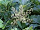 Schefflera arboricola 1