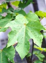 照片13  : 按下放大照