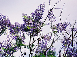 Jacaranda mimosifolia