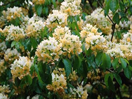 綠化香港運動 賞花好去處