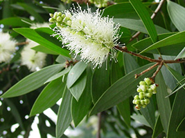 Melaleuca cajuputi subsp. cumingiana