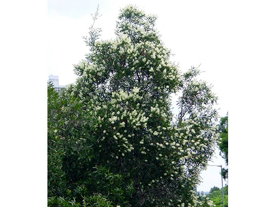 Melaleuca cajuputi subsp. cumingiana