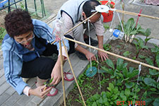 Community Garden Programme