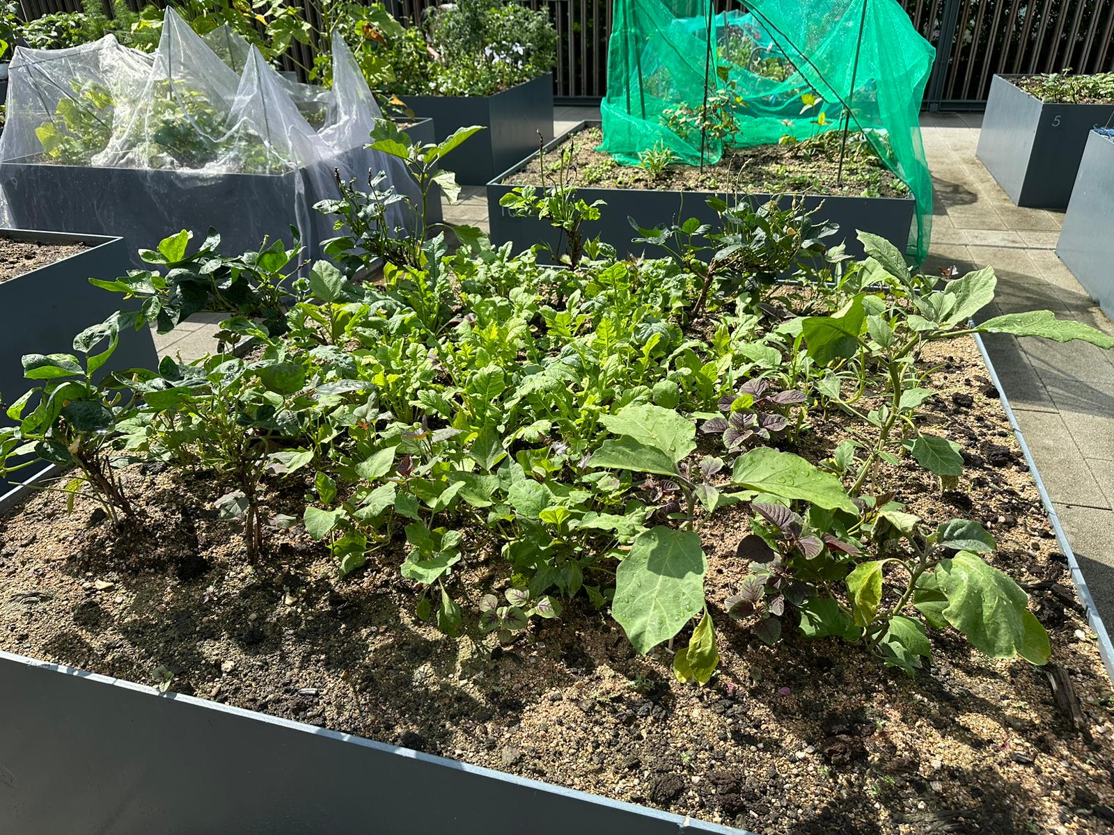 Locations of Community garden 5