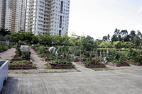 Tsing Tin Playground Community Garden 1